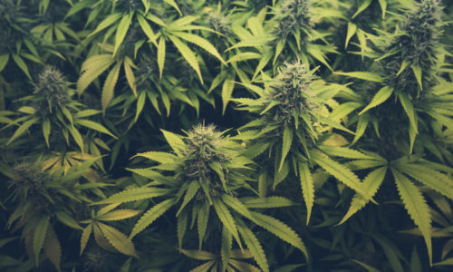 Marijuana Legalization Has Reshaped Cannabis Marketing On Instagram, Study Finds