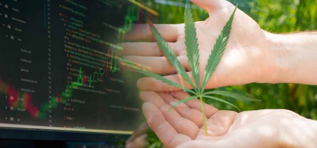 Best Cannabis Stocks To Buy? 3 To Watch Long Term In June
