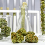 Looking for a Cannabis Testing Laboratory? Ask These Questions First