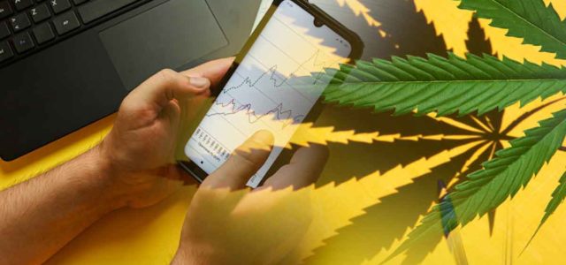 Top Marijuana Penny Stocks In June? 3 For Your List Right Now