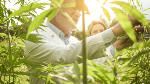 What to Expect (And Not) When Hiring Legacy Cannabis Growers