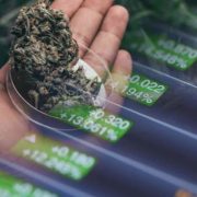 Best Canadian Marijuana Stocks To Buy Right Now? 3 For Your August List
