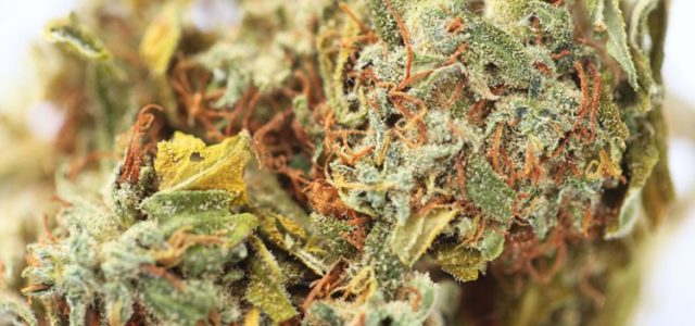 From Poison to Purple: 5 Sativa Strains You Have to Try