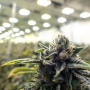 An Inside Look at the Marijuana Supply Chain