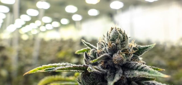 An Inside Look at the Marijuana Supply Chain