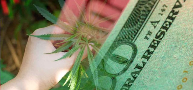 Are You Ready To Buy Marijuana Stocks Today?