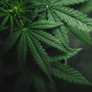Cannabis: ‘The U.S. is a $100 billion opportunity,’ Tilray CEO says
