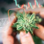 Top Canadian Cannabis Stocks For August Right Now