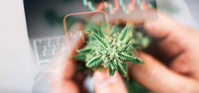 Top Canadian Cannabis Stocks For August Right Now