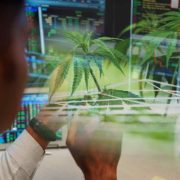 Are Marijuana Stocks A Buy After Reaching New Lows?