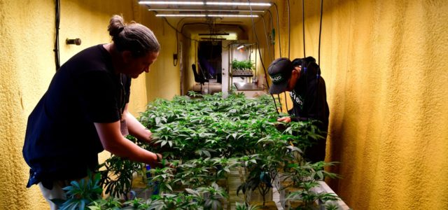 Colorado’s medical marijuana sales hit lowest point since legalization