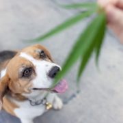 Is Cannabis Safe for Dogs? Here’s What You Need to Know