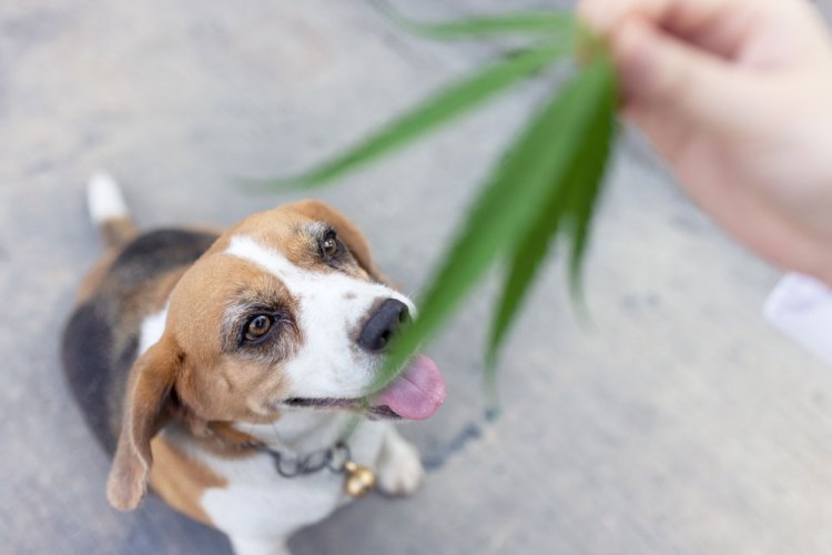 Cannabis for Dogs