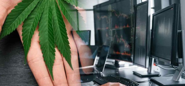 3 US Marijuana Stocks To Watch Right Now