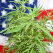 After election, marijuana advocates look to next states