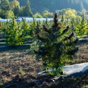 For These New York Farmers, Harvest Time Means High Times