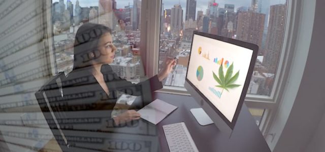 Marijuana Stocks To Watch How to Make A Profit In Volatile Sector?