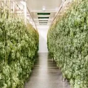 Pure Sunfarms First Licensed Producer to Adopt Hang Dry at Scale