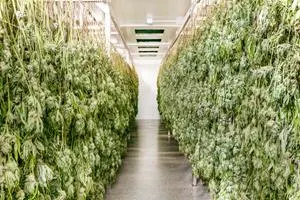 Pure Sunfarms First Licensed Producer to Adopt Hang Dry at Scale