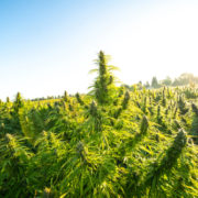 How falling pot prices killed a 3rd generation family pot farm in California