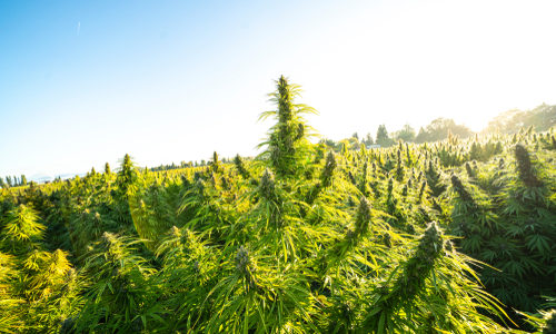 How falling pot prices killed a 3rd generation family pot farm in California