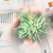 Top US Marijuana Stocks To Buy Now? 3 To Watch In December