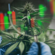 3 Marijuana Stocks To Buy In February?