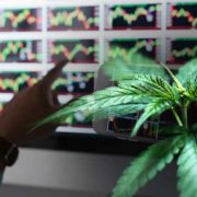 3 Marijuana Stocks To Buy This Thursday?