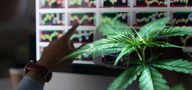 3 Marijuana Stocks To Buy This Thursday?