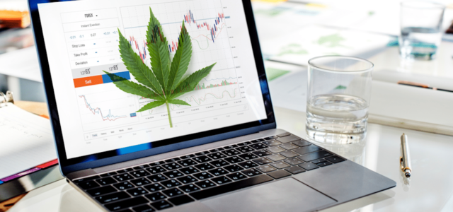 Best Cannabis Stocks To Watch First Week Of February