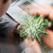 Best Marijuana Penny Stocks To Buy In March? 2 California Companies For March