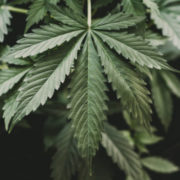 Louisiana’s largest medical marijuana farm doubles weed growing capacity