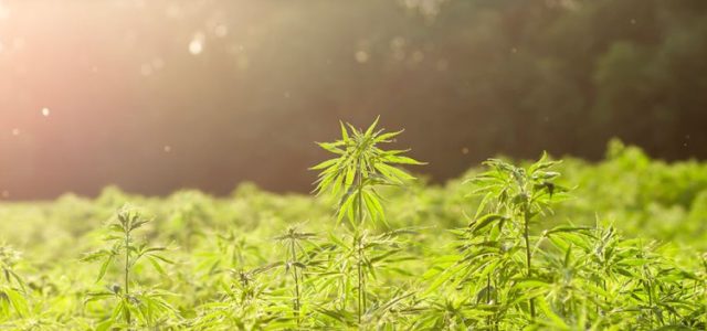 What’s the Outlook for Cannabis in 2023?
