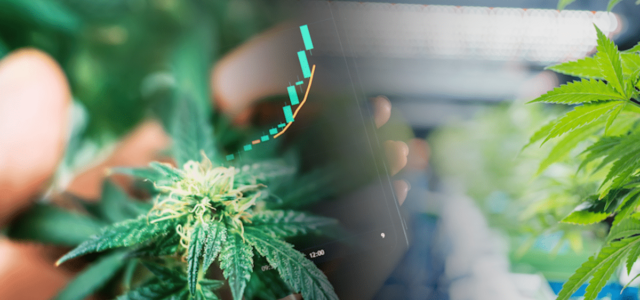 Best Marijuana Penny Stocks To Watch Now