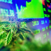 2 Marijuana Stocks To Watch For Cannabis Investing