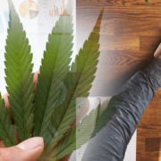 3 Top Marijuana Stocks In The Cannabis Sector 2023