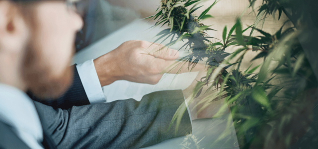 Cannabis Stocks To Watch Now? 3 US Pot Stocks For May 2023
