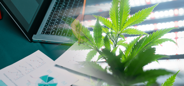 2 Marijuana Stocks To Buy 2nd Week Of June