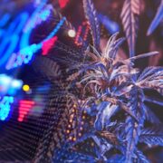 2 Top Marijuana Stocks To Watch 3rd Week Of June