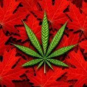 3 Canadian Marijuana Stocks To Watch Today 2023