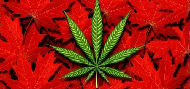 3 Canadian Marijuana Stocks To Watch Today 2023