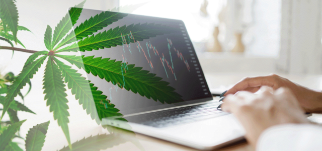 August 2023: Top Marijuana Penny Stocks to Watch for Potential Gains