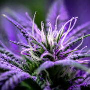 Purple weed could save California’s pot farms from ‘severe’ pathogen