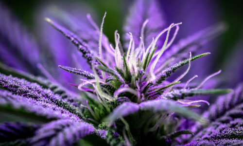 Purple weed could save California’s pot farms from ‘severe’ pathogen