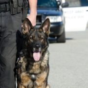 With marijuana legalized in more states, many canine cops are headed for retirement