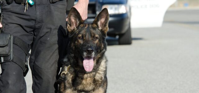 With marijuana legalized in more states, many canine cops are headed for retirement