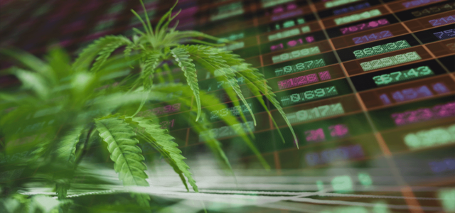 Budding Opportunities: US Marijuana Stocks to Watch During August