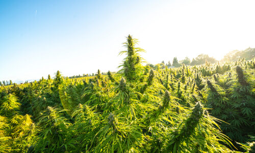 In red states where marijuana is illegal other hemp products flourish