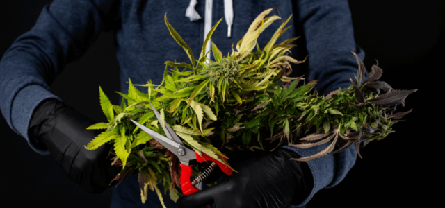 Member Blog: Navigating the 2023 Cannabis Harvest Season: Balancing Labor Costs, Worker Safety, and Automation