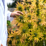 Member Blog: Securing Your Cannabis Venture – Mastering Inspections with Comprehensive Cannabis Insurance